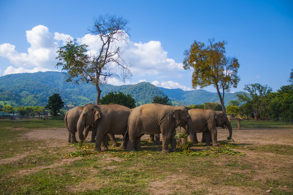 elefantes en Chiang Mai